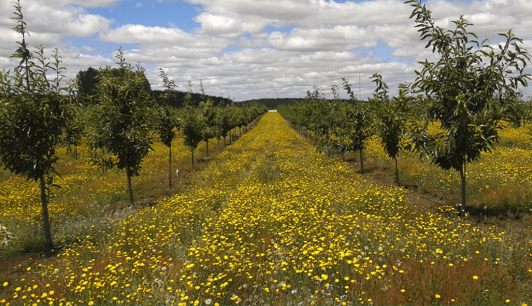 Chestnut Orchard