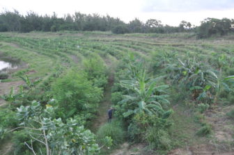 Walkers Quarry Regenerative Agroforestry