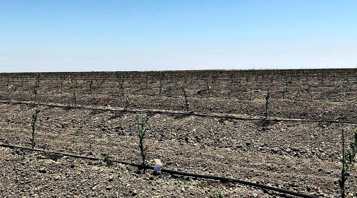 California Almonds and Regenerative Agriculture?